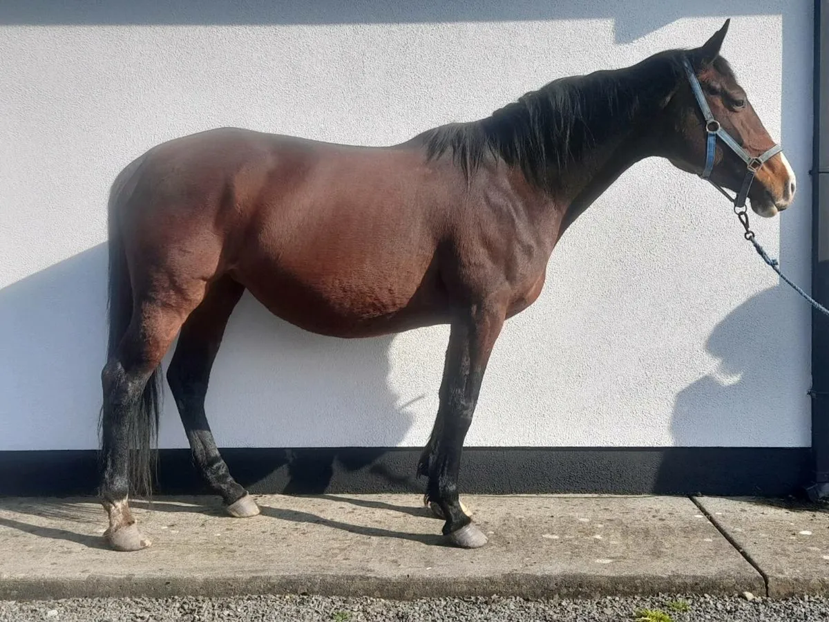 Horses - Image 3