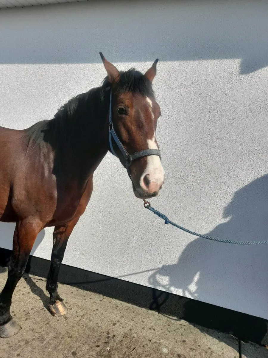 Horses - Image 4