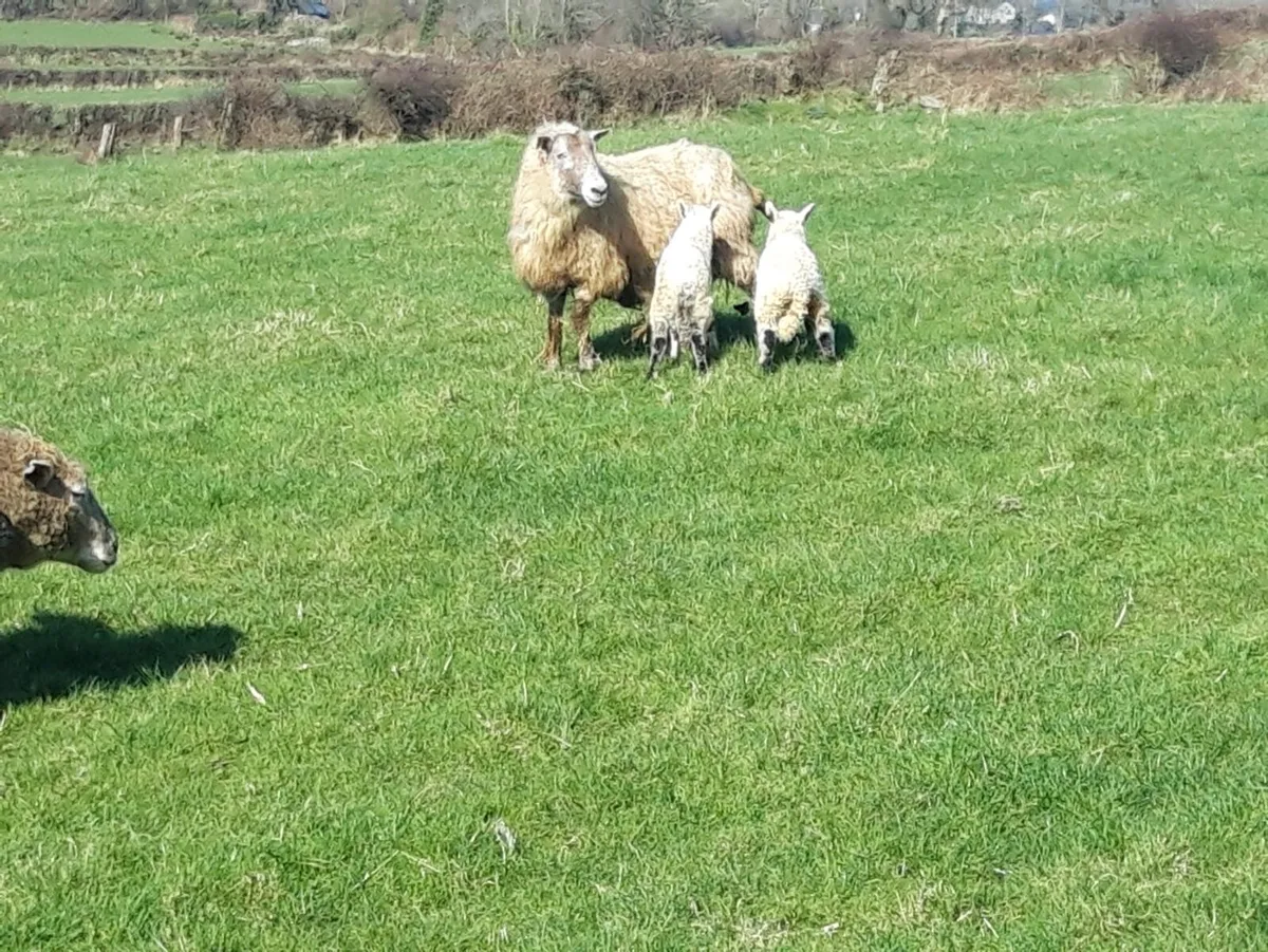 Sheep- Ewe & 2 lambs - Image 1
