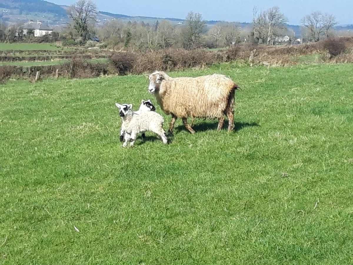 Sheep- Ewe & 2 lambs - Image 2