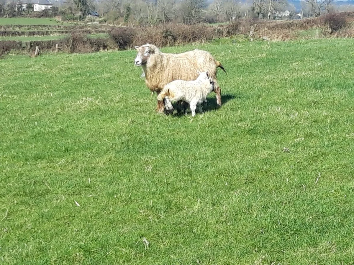 Sheep- Ewe & 2 lambs - Image 3