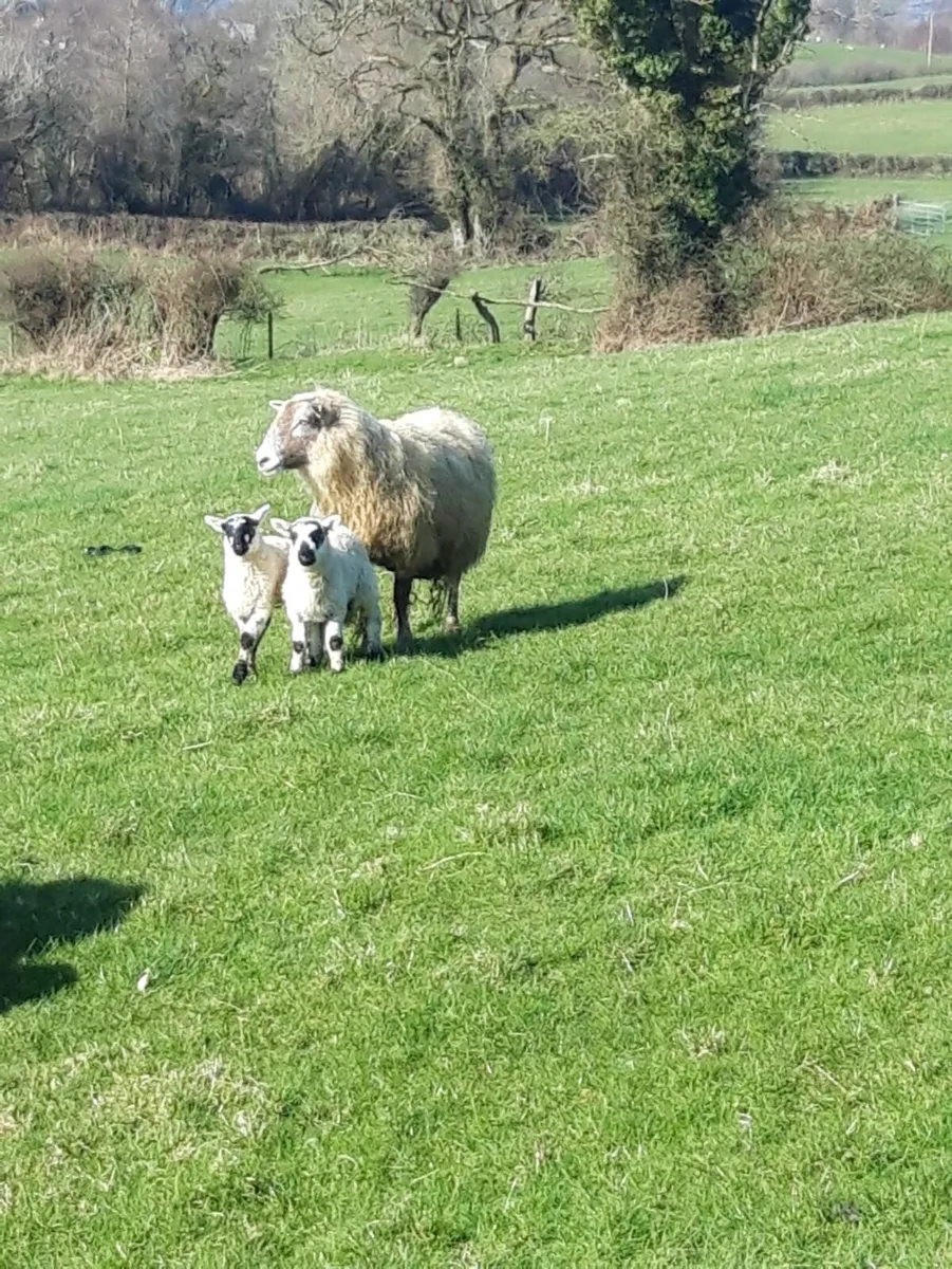 Sheep- Ewe & 2 lambs - Image 4