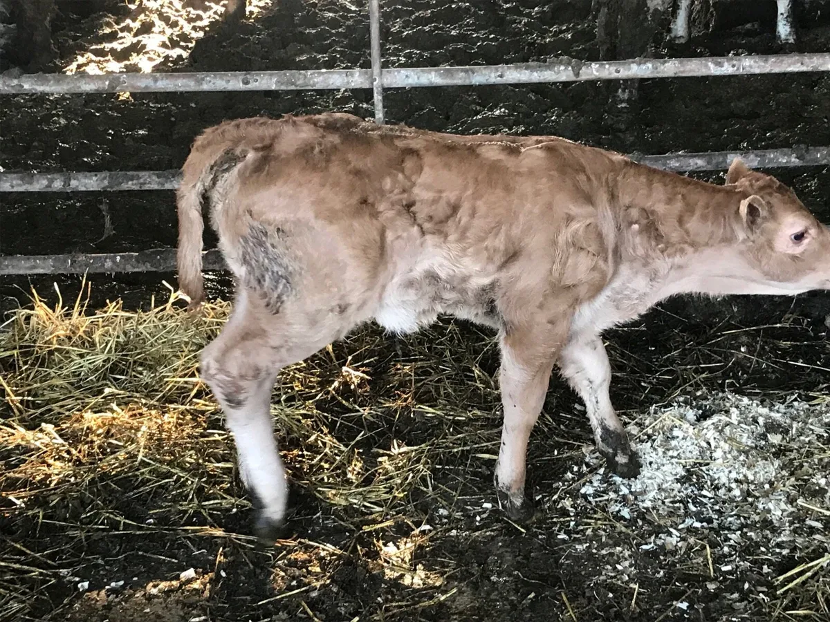 Pure bred Limousin cow and calf for sale - Image 1