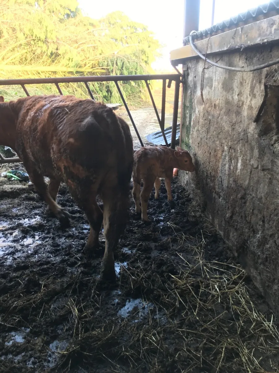 Pure bred Limousin cow and calf for sale - Image 2