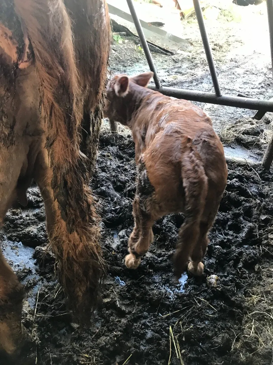 Pure bred Limousin cow and calf for sale - Image 3