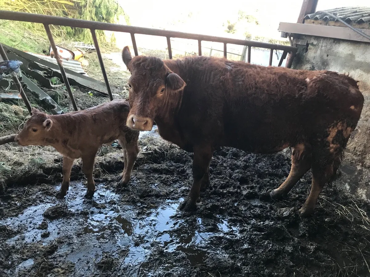 Pure bred Limousin cow and calf for sale - Image 4
