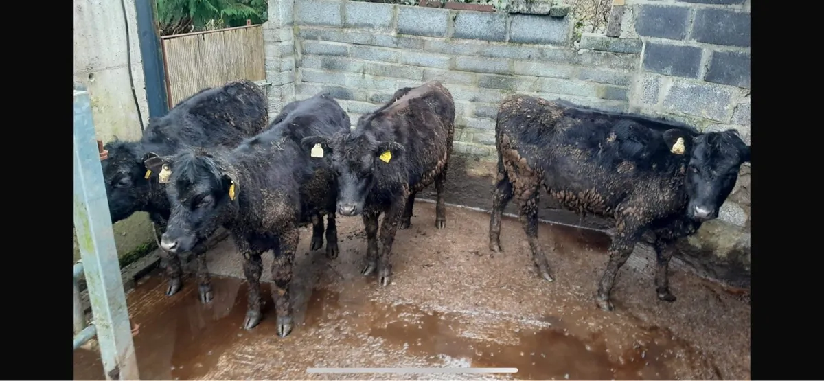 4 Angus yearling heifers - Image 2