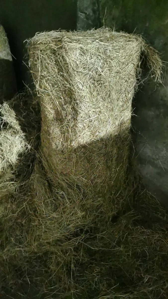 Haylage - Image 2