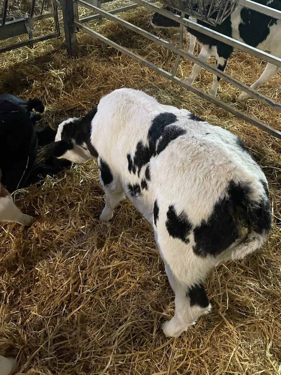 Calf - Image 4