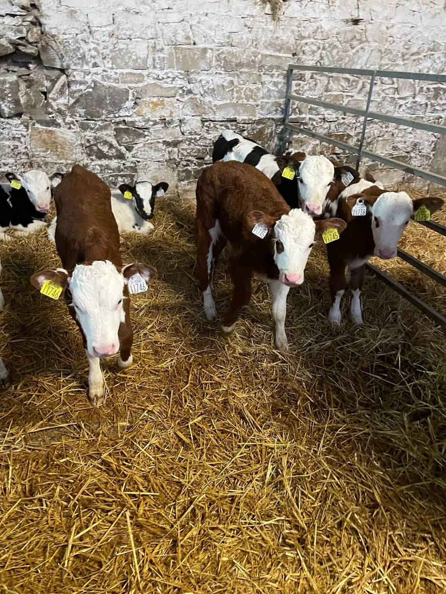 Calf - Image 1