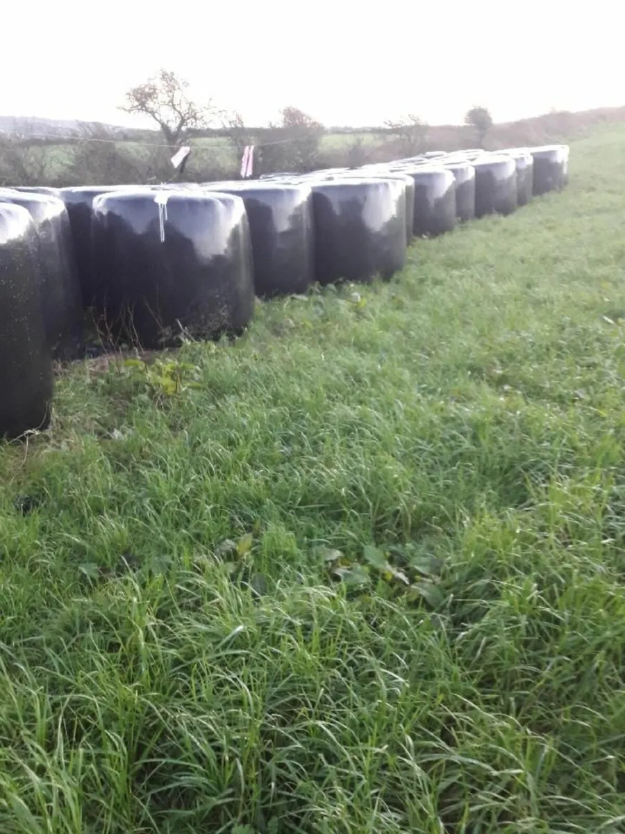 Silage Bales