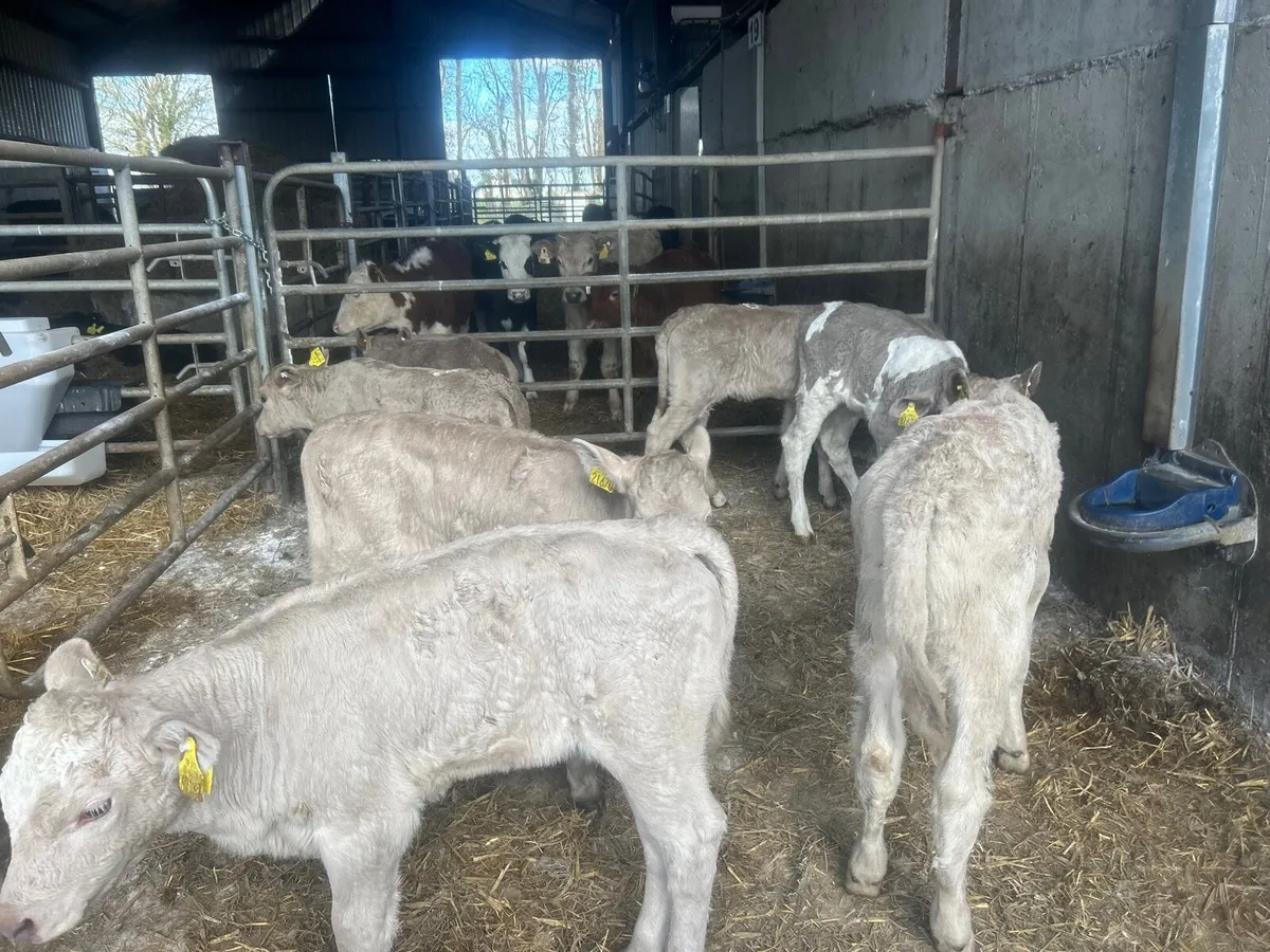 7 super charlaois heifer calf’s - Image 1