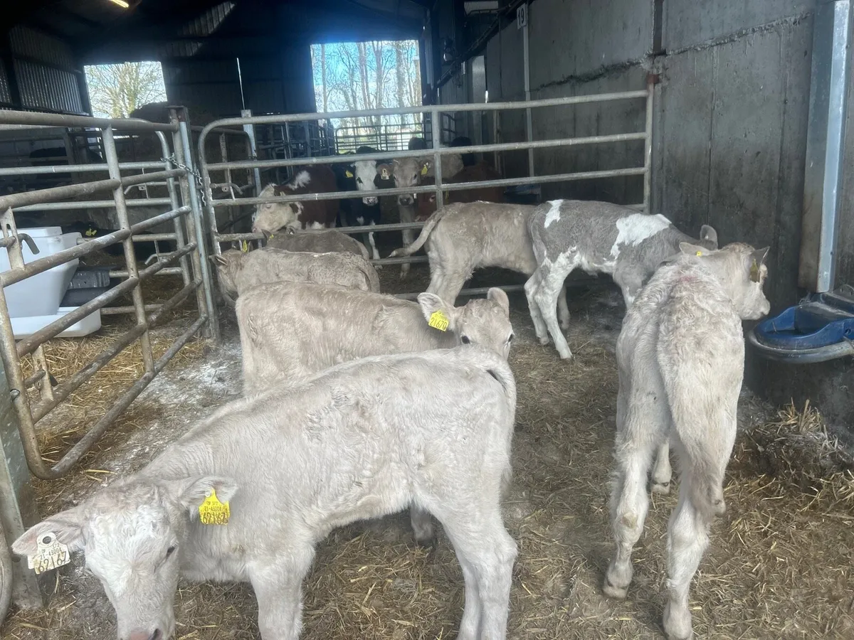 7 super charlaois heifer calf’s - Image 2