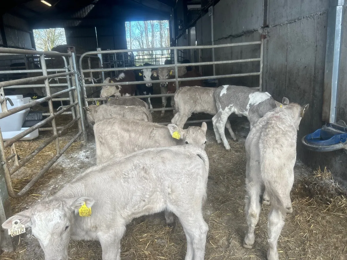 7 super charlaois heifer calf’s - Image 3