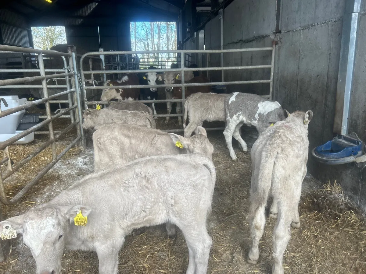 7 super charlaois heifer calf’s - Image 4