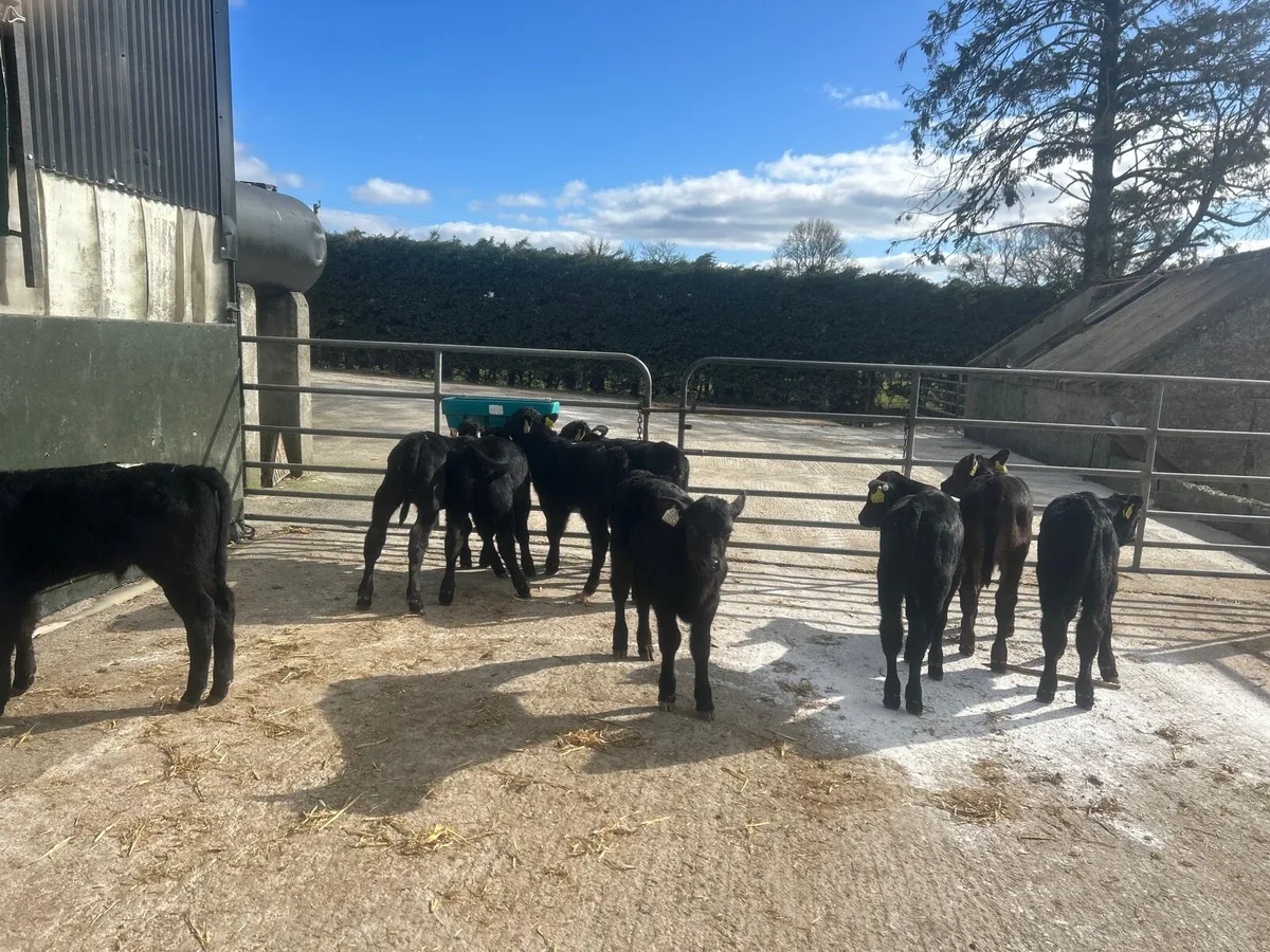 10 super six weeks old Angus bulls - Image 1