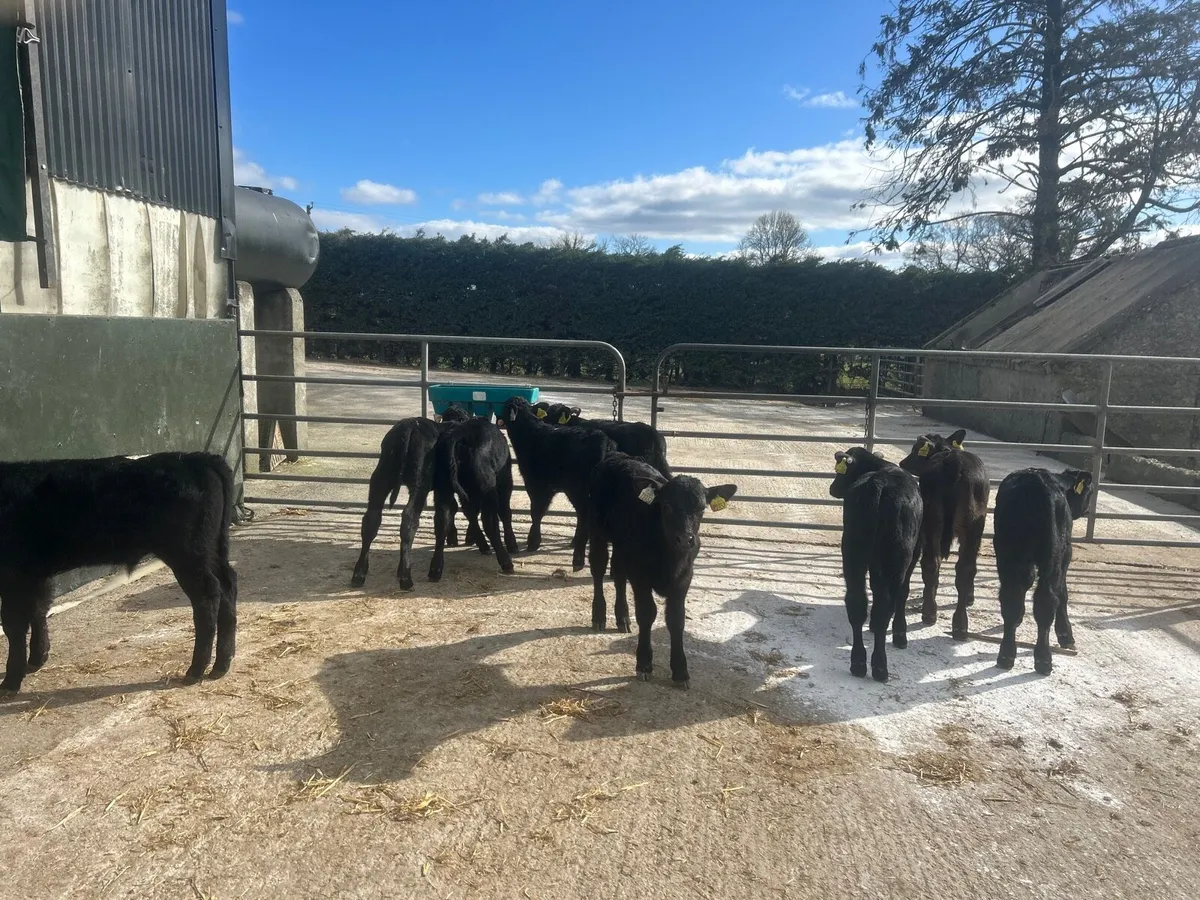 10 super six weeks old Angus bulls - Image 2