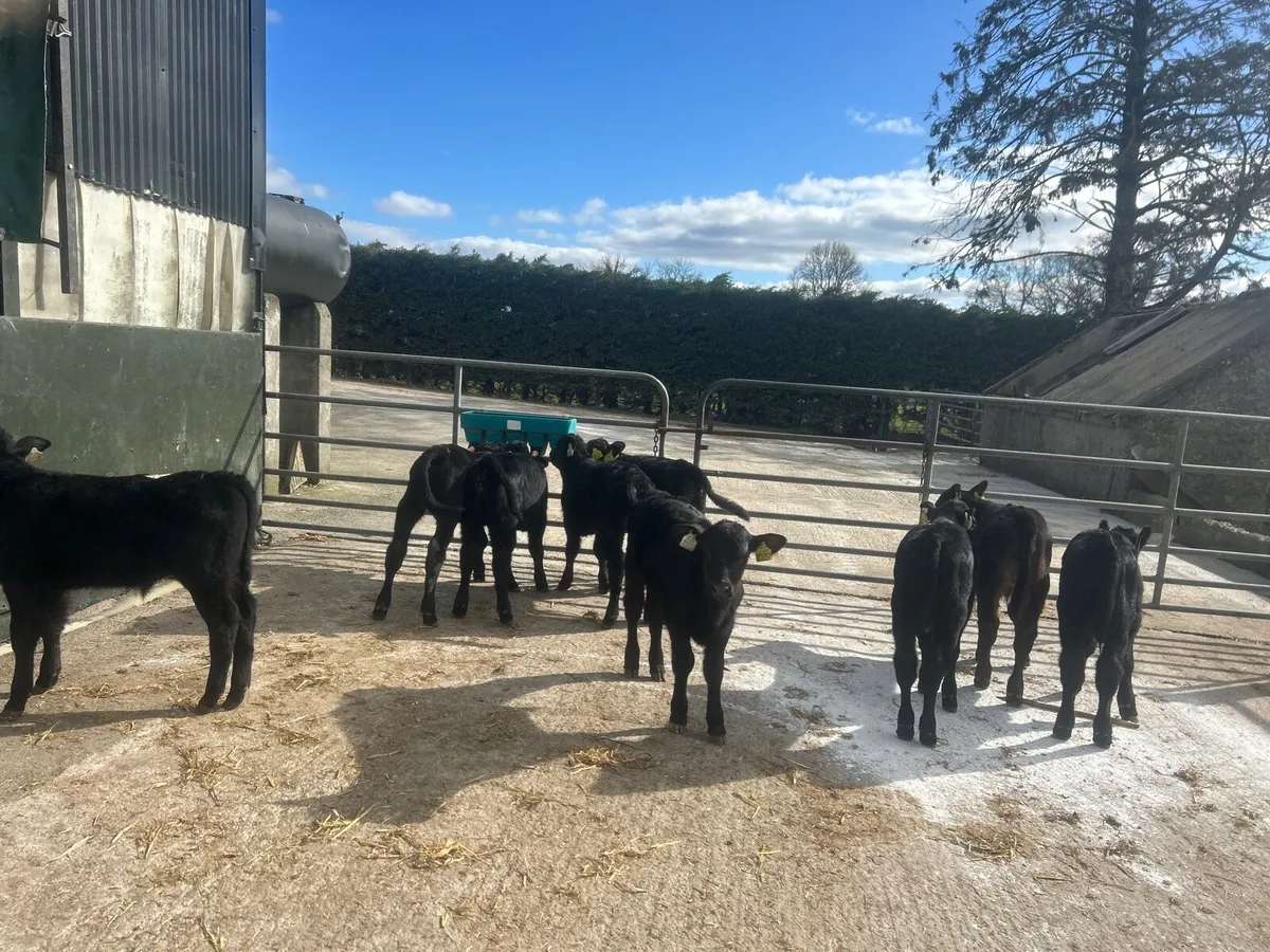 10 super six weeks old Angus bulls - Image 4