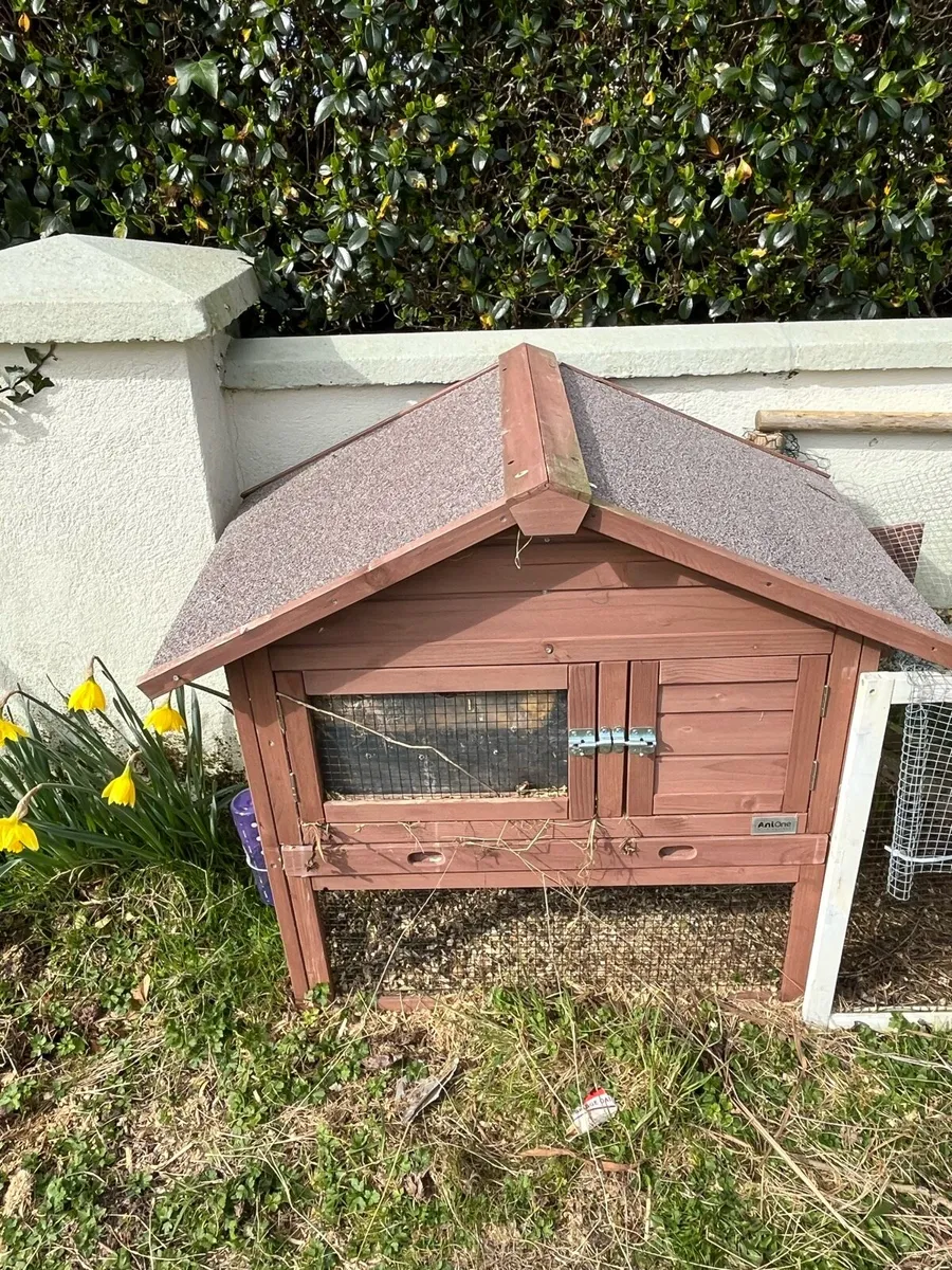 Guinea Pigs - Image 2
