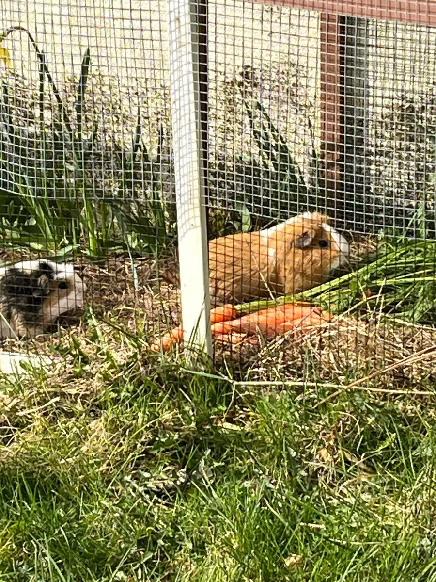 Guinea Pigs - Image 3