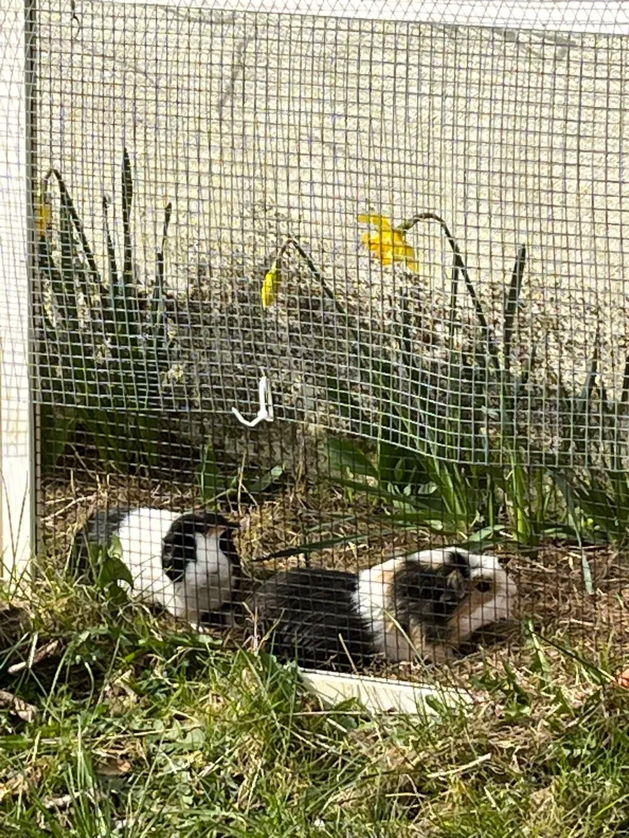 Guinea Pigs - Image 1