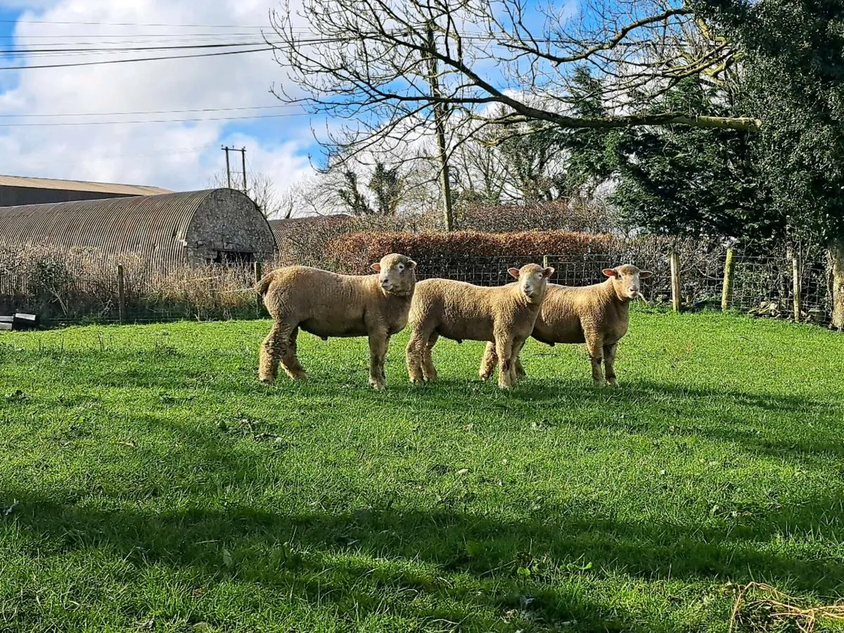 Dorset ram lambs - Image 1