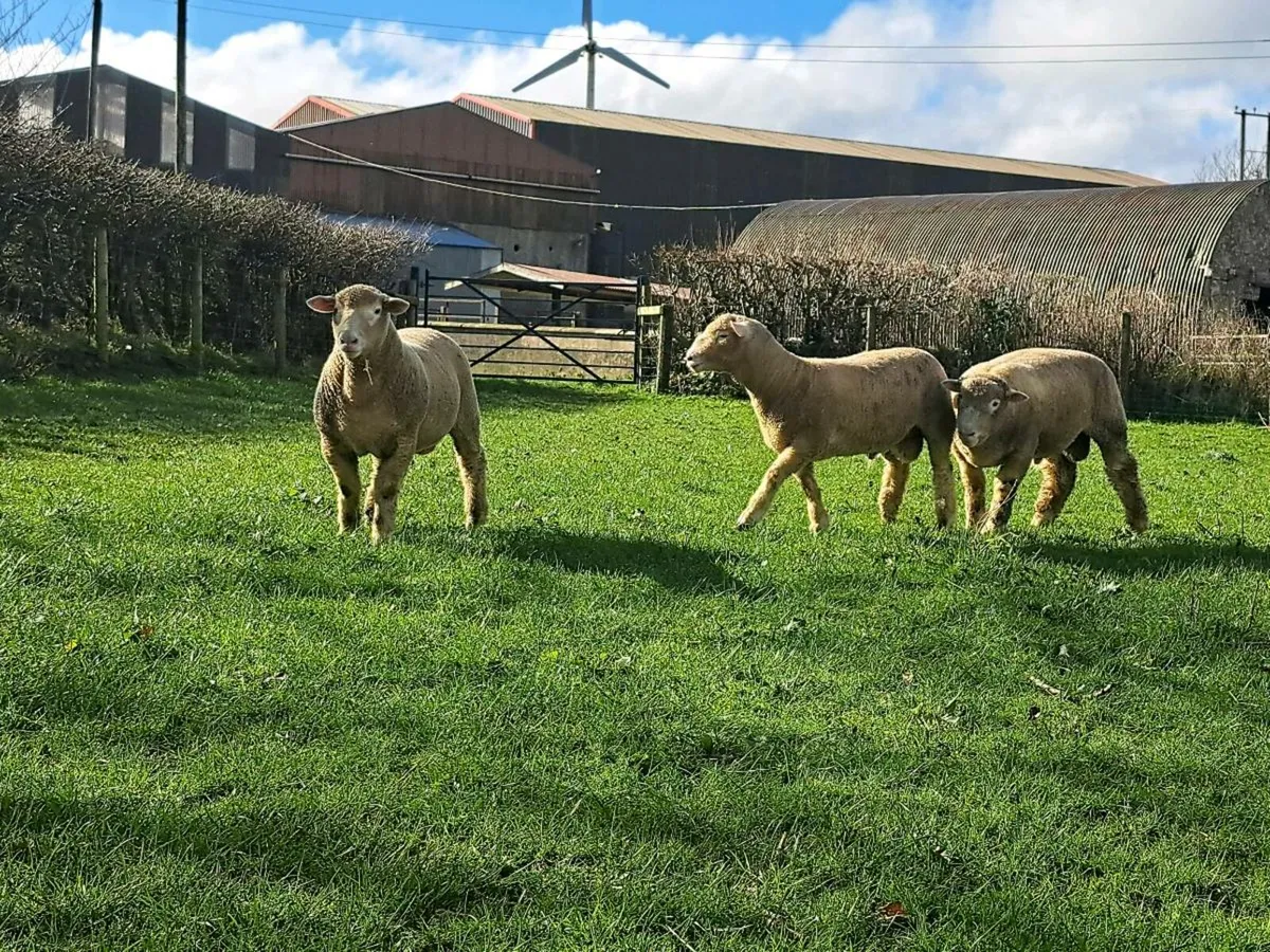 Dorset ram lambs - Image 4