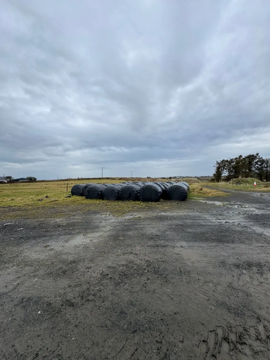 Silage bales for sale - Image 2