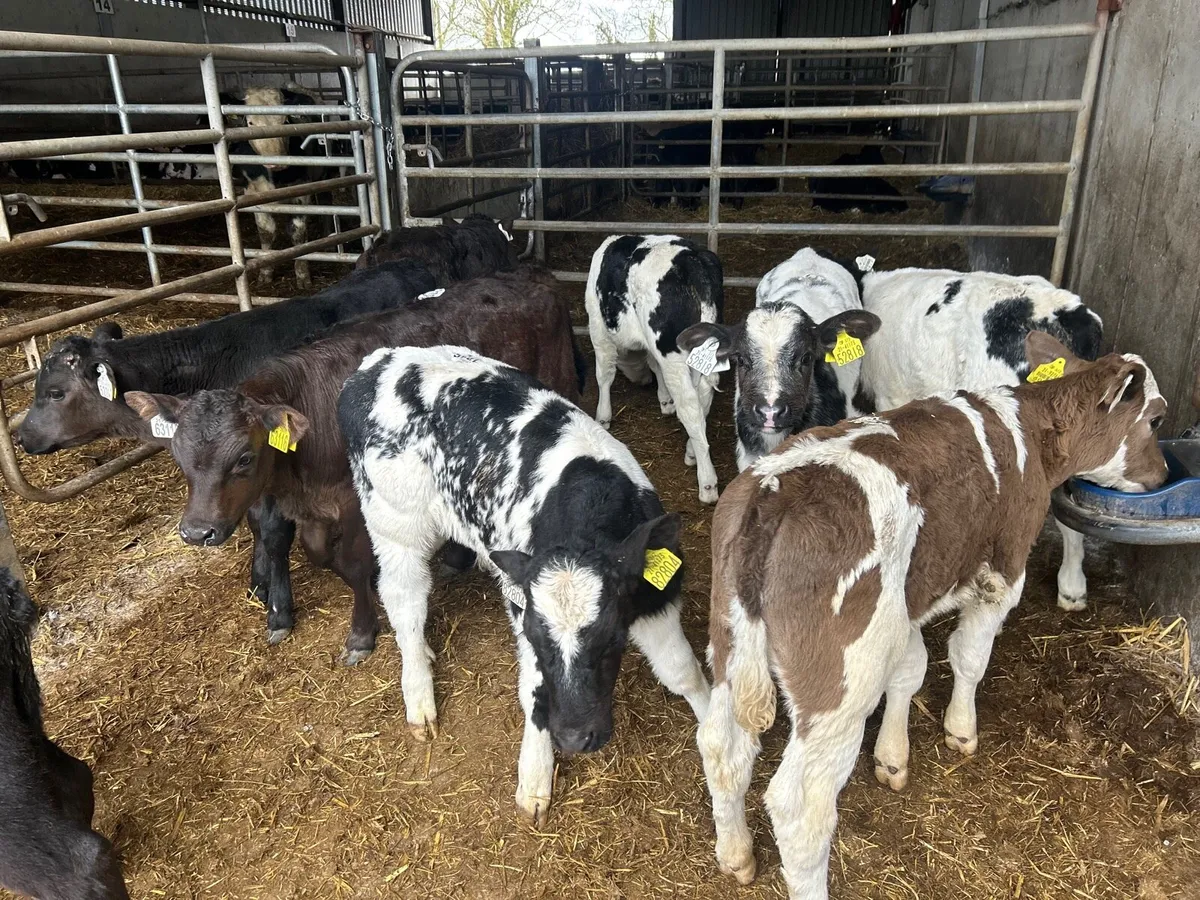 12 super  continental strong bull calf’s - Image 1