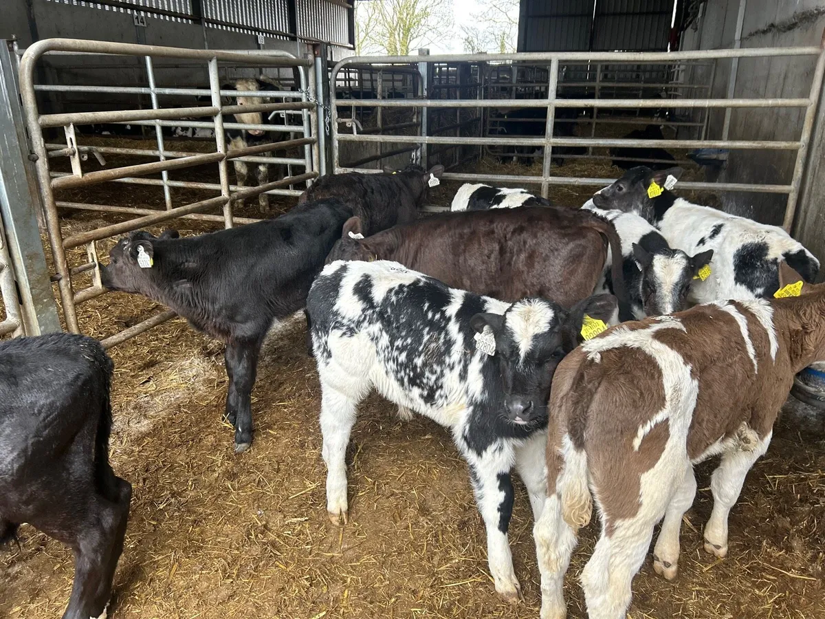 12 super  continental strong bull calf’s - Image 2