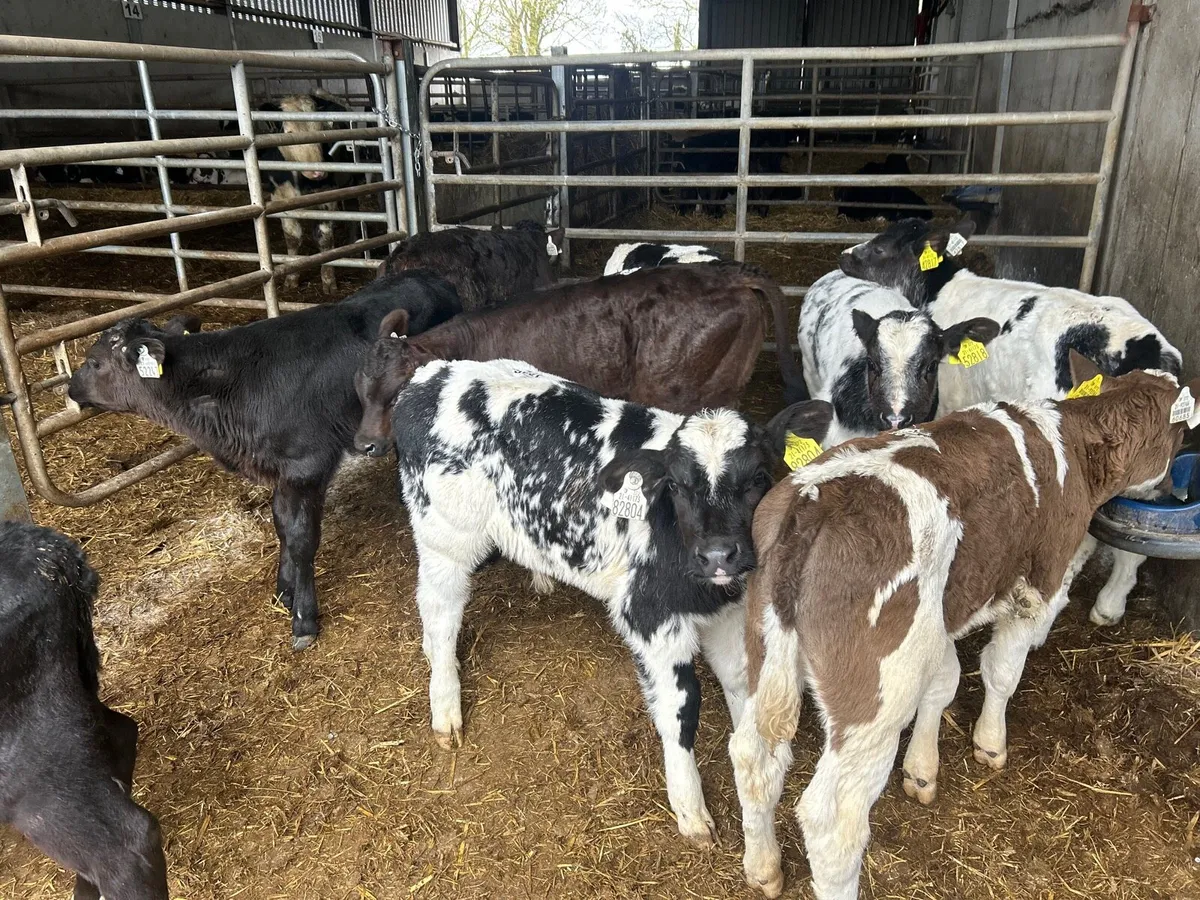 12 super  continental strong bull calf’s - Image 3