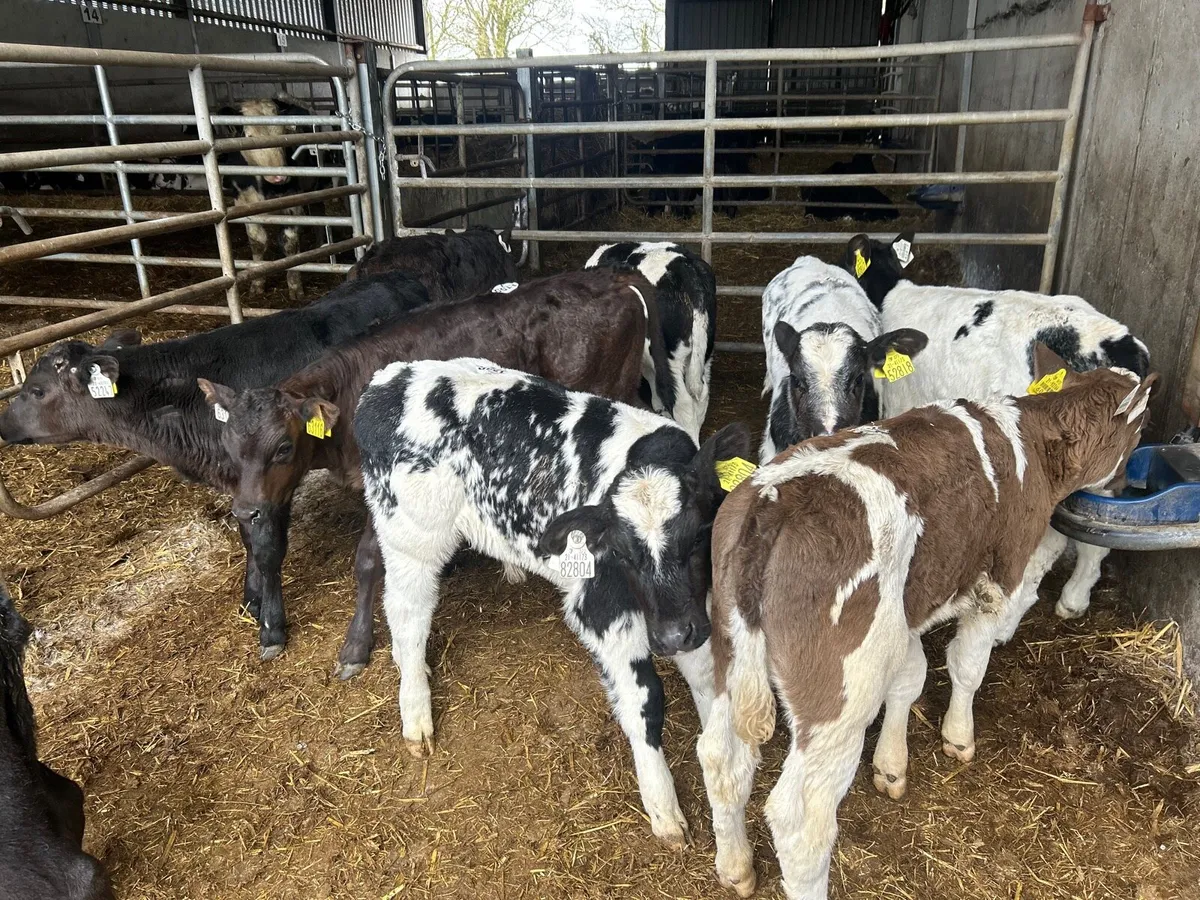 12 super  continental strong bull calf’s - Image 4