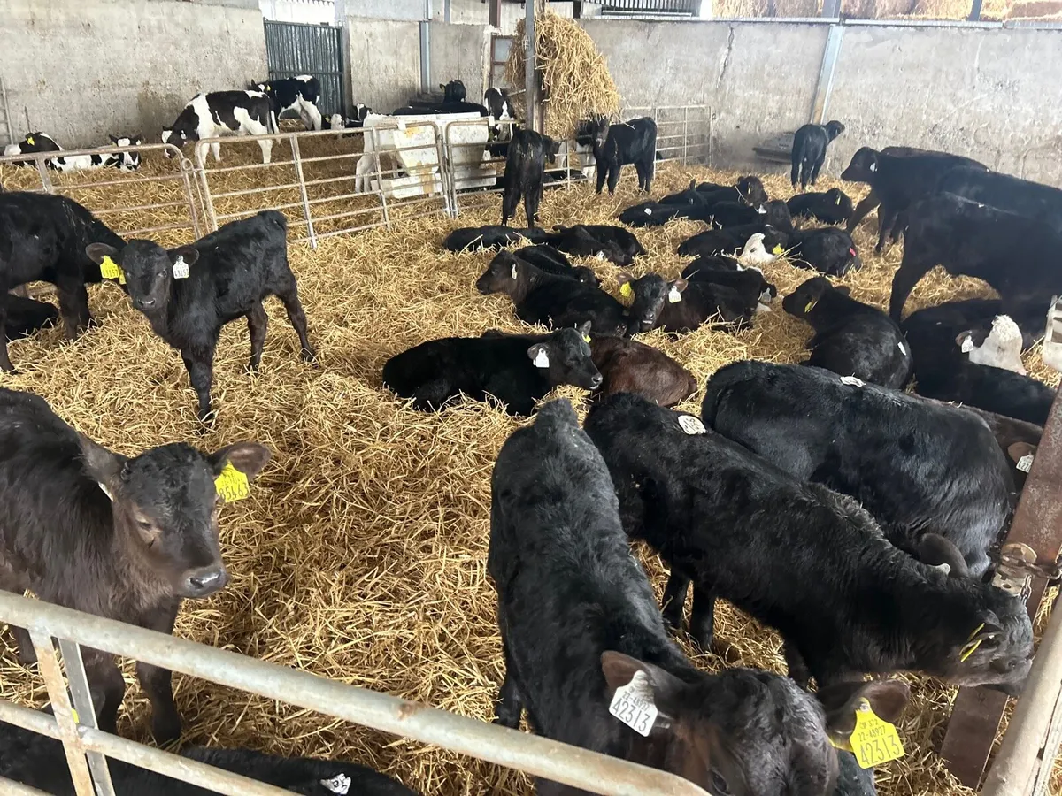 40 super strong Angus heifer calf’s - Image 1