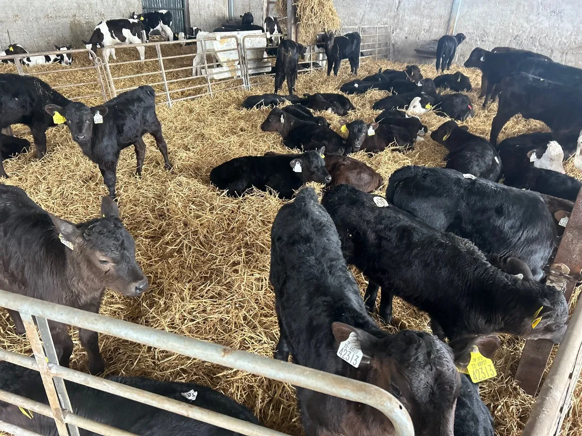 40 super strong Angus heifer calf’s - Image 2