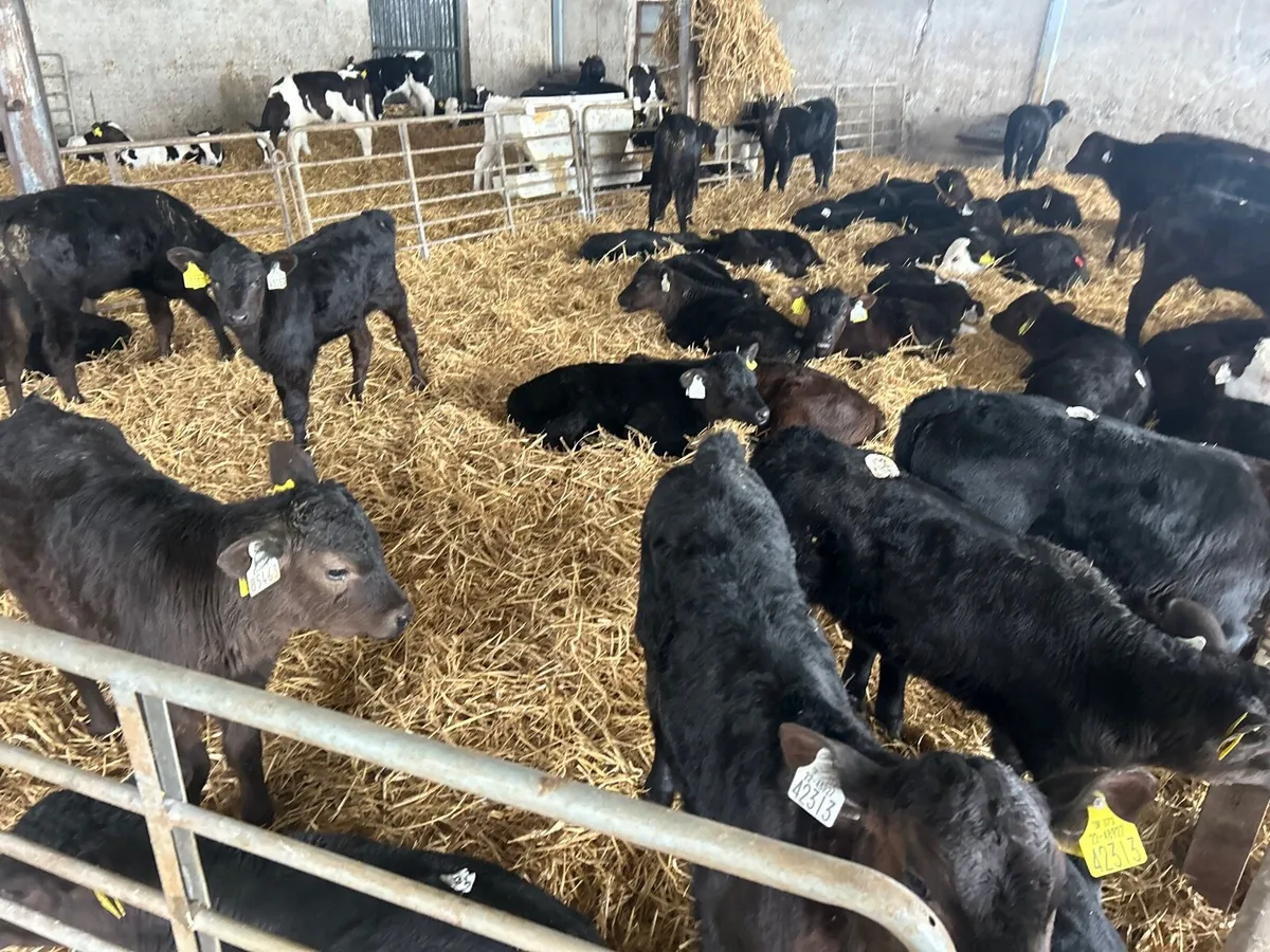 40 super strong Angus heifer calf’s - Image 3