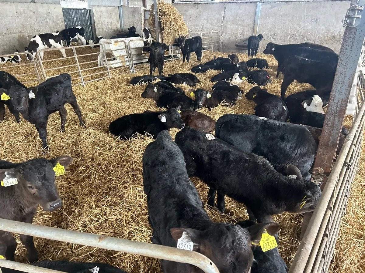 40 super strong Angus heifer calf’s - Image 4