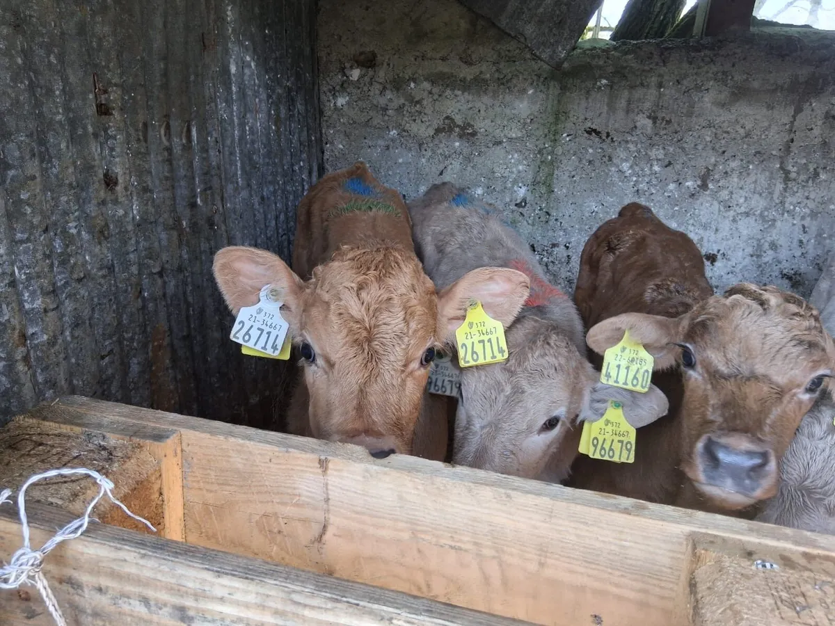 Strong Continental Calves - Image 2