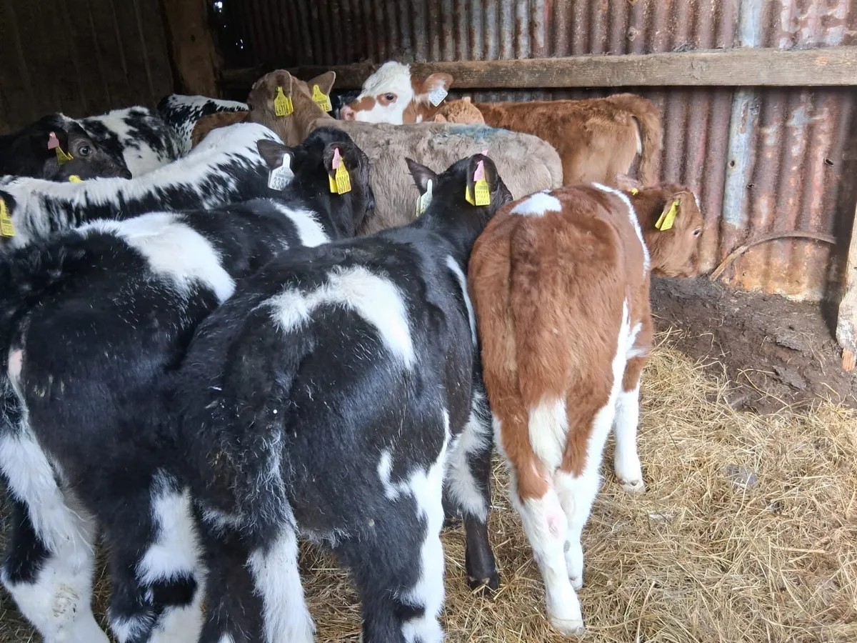 Strong Continental Calves - Image 3