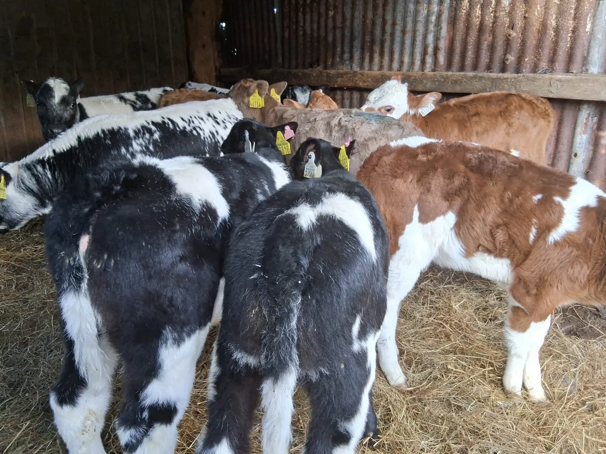 Strong Continental Calves - Image 4