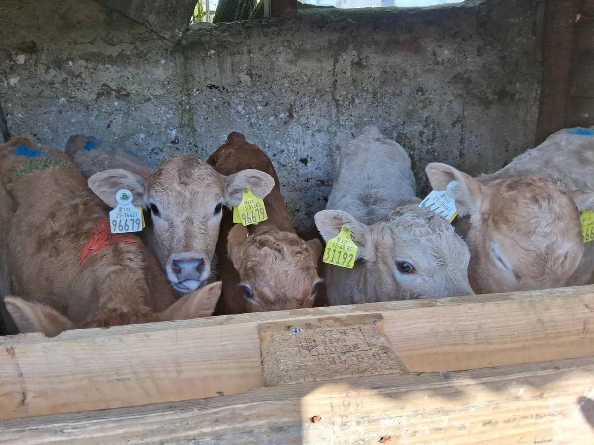 Strong Continental Calves - Image 1