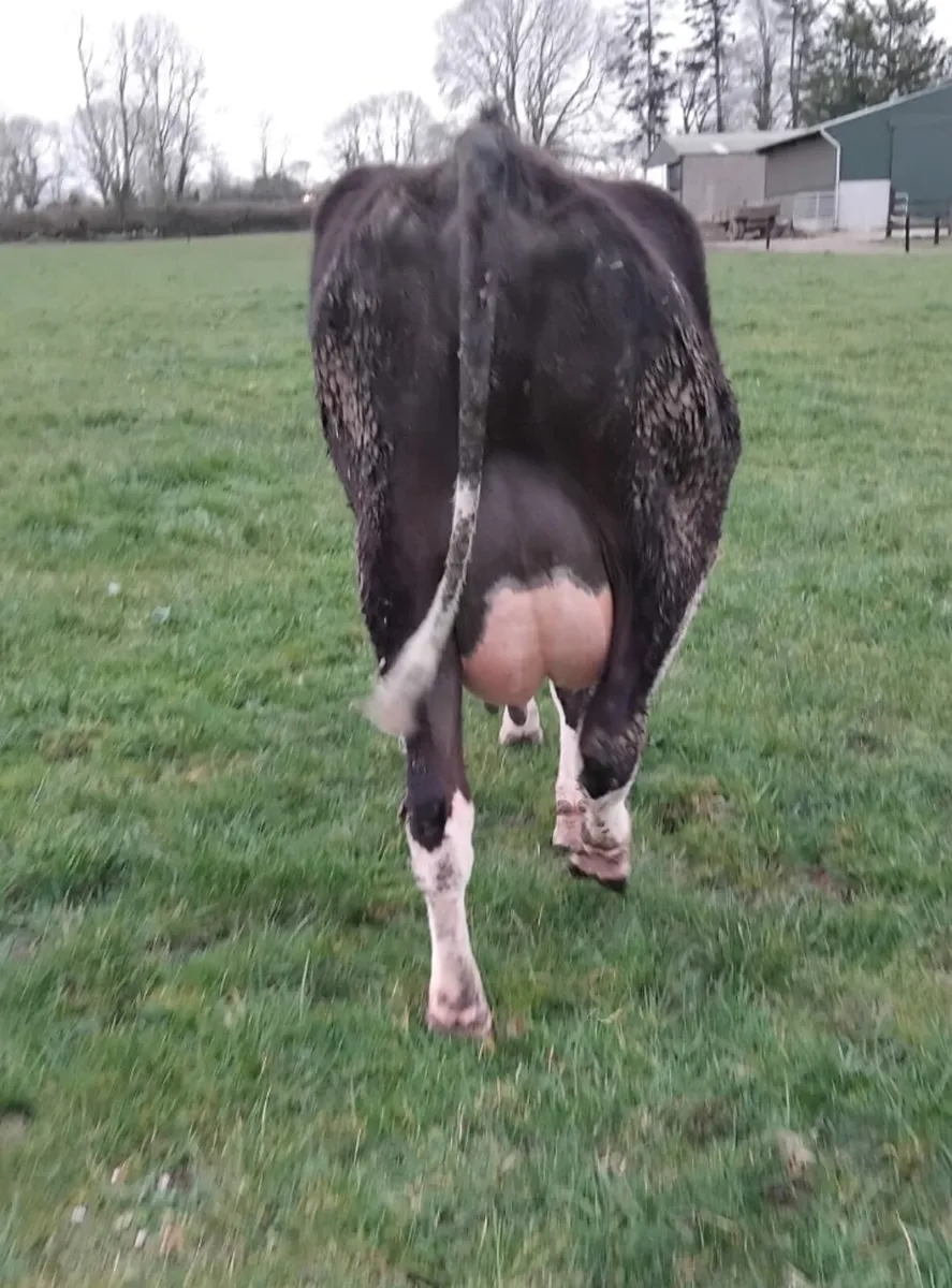 2 Dairy cows - Image 1