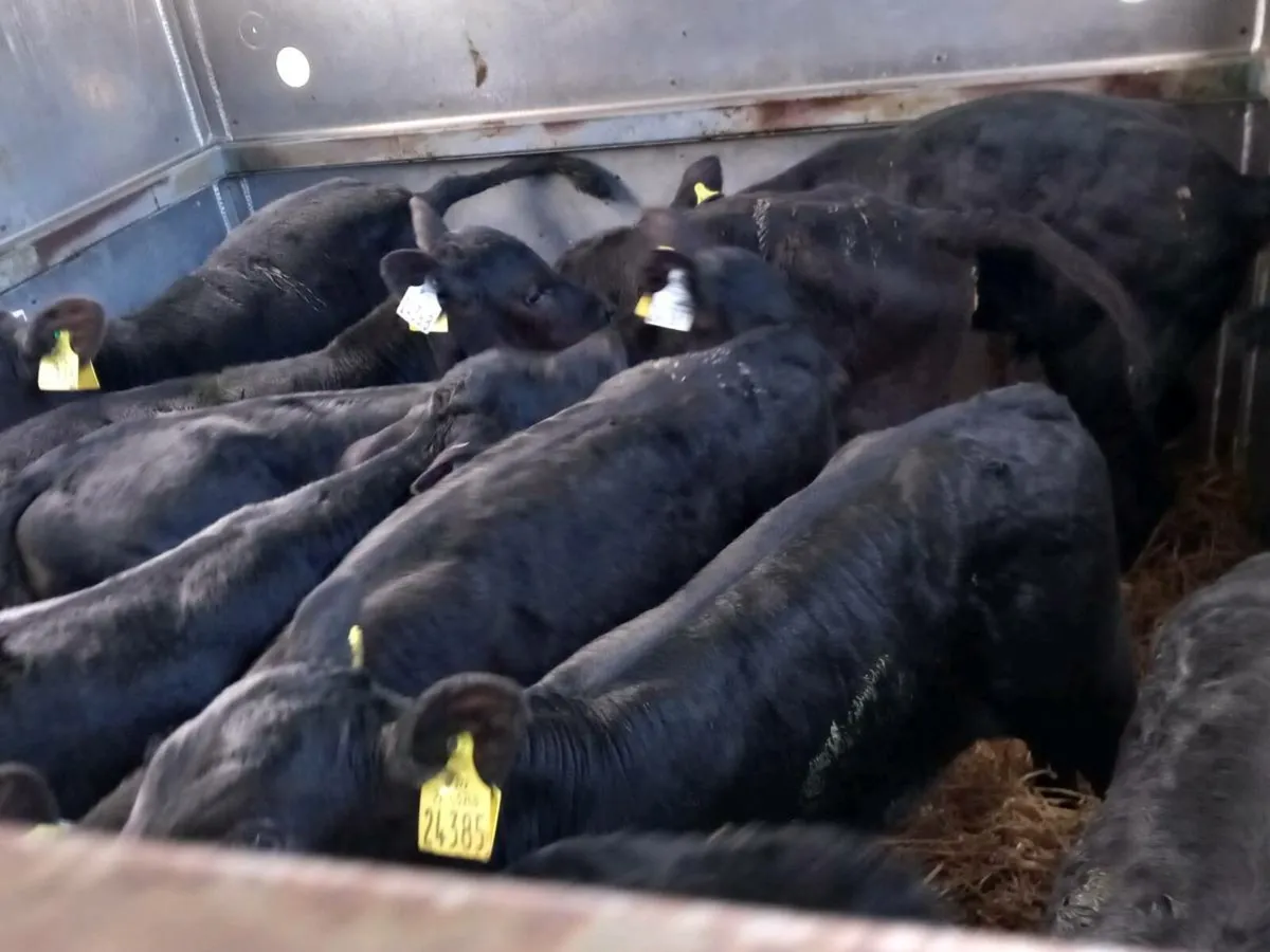12 aa heifer calfs - Image 1