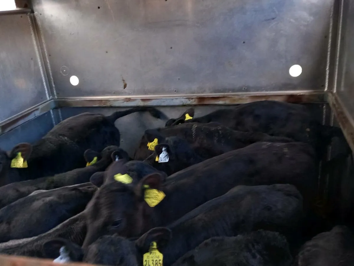 12 aa heifer calfs - Image 3