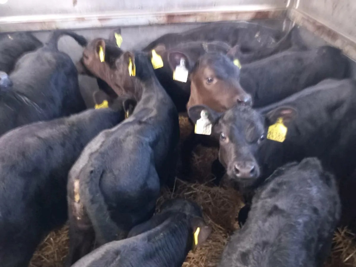 12 aa heifer calfs - Image 4
