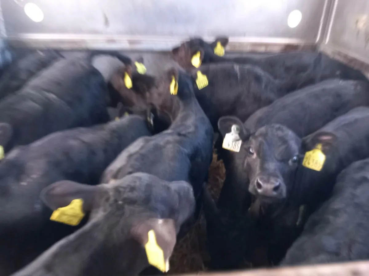 12 aa heifer calfs - Image 2
