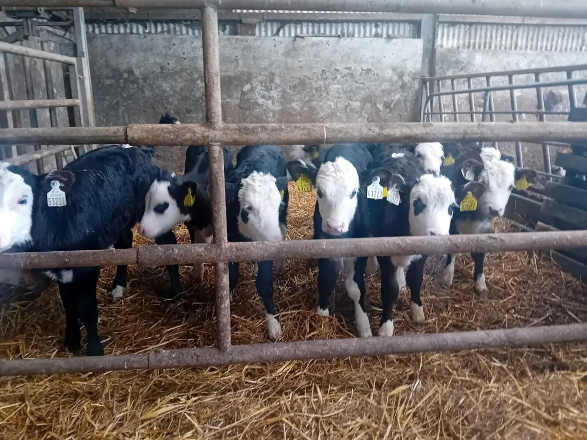 Calves - Image 1