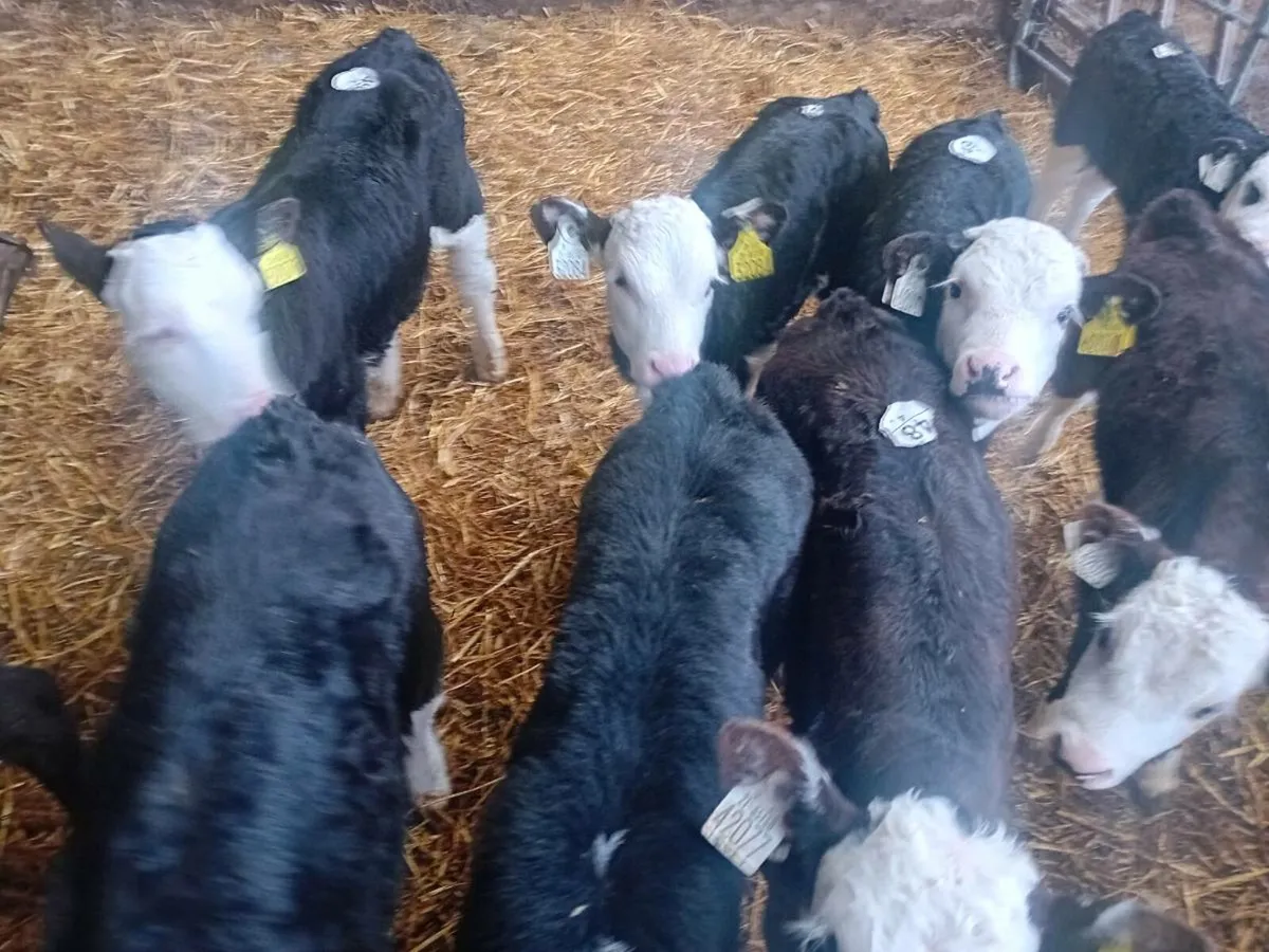 Calves - Image 2