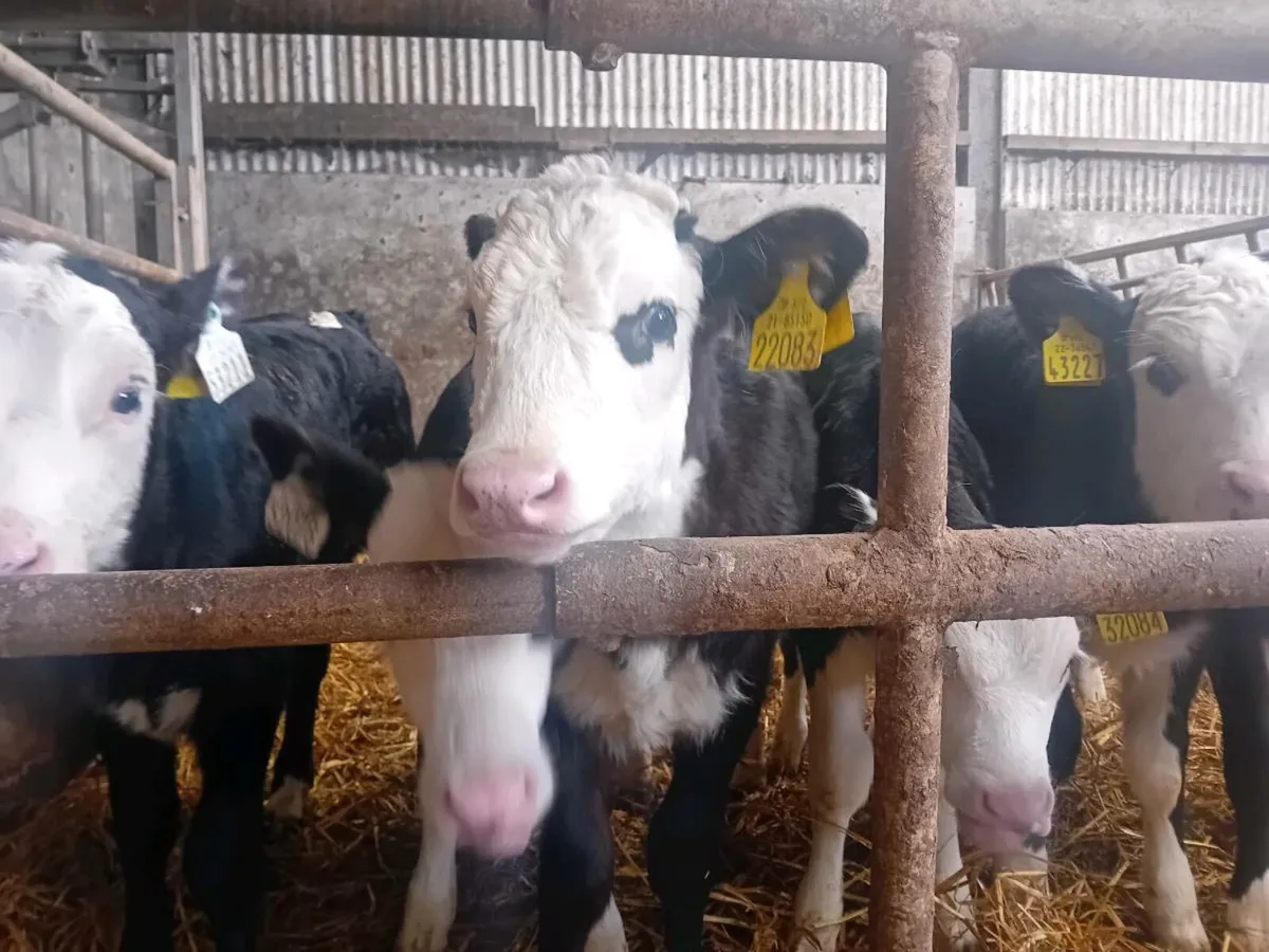 Calves - Image 3