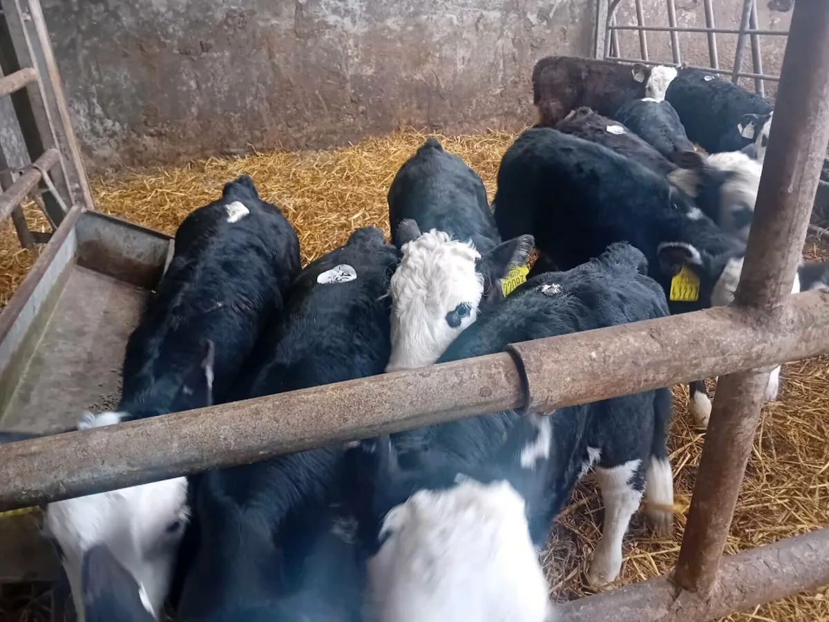 Calves - Image 4