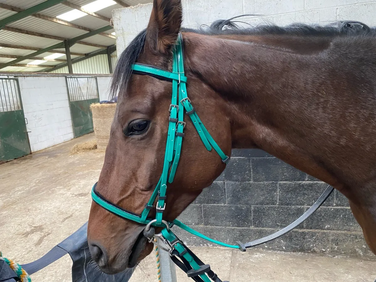 Biotene bridles - Image 1